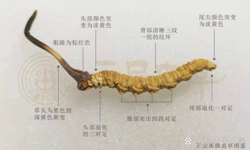 补骨脂的药用量网 - 为你提供补骨脂入药用量多少克、补骨脂常用量多少克