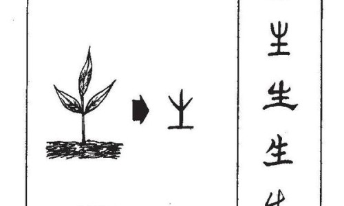 补骨脂的剂量不同与功效有什么区别-补骨脂的药用量网 - 为你提供补骨脂入药用量多少克、补骨脂常用量多少克